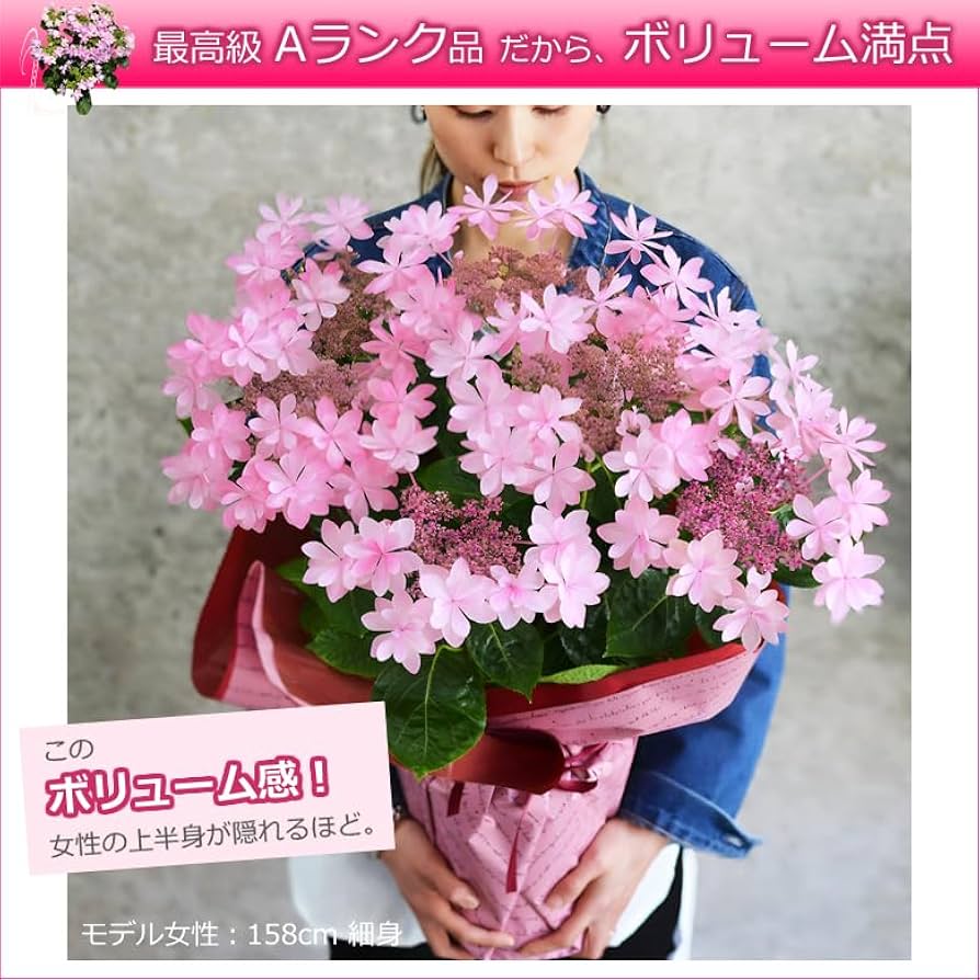 Amazon.co.jp: 母の日 花 アジサイ 6号鉢 鉢植え お母さん お